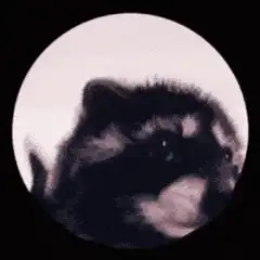 Raccoon spinning in a circle