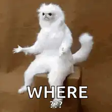 Confused white cat looking around