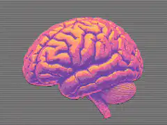 Pink and orange brain illustration