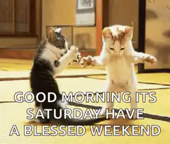 kittens bowing good morning saturday