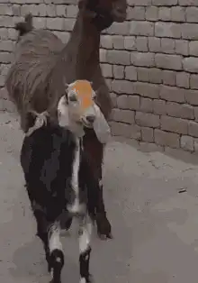 Goat and baby goat walking together