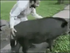 Man rides pig away