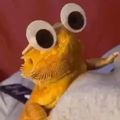 Bearded Dragon with Googly Eyes