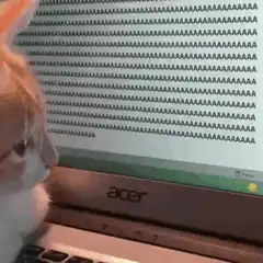 Cat typing A's on laptop