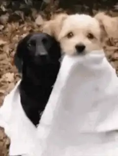 Two puppies cuddling in a blanket