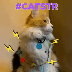 Cat with Christmas lights and lightning bolts