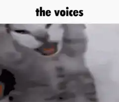 Cat with the voices