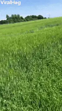 Black dog running through tall green grass