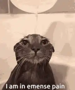 Cat in bathtub with water pouring on head