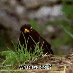 Black bird looks at grass