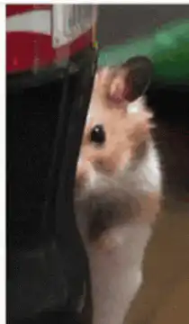 Hamster peeking from behind Coca-Cola bottle