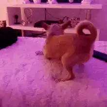 Chihuahua doing a handstand on bed