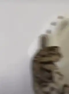cat wearing a white croc shoe