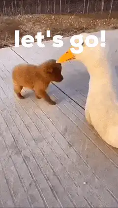 Puppy rides on duck