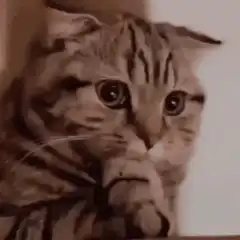 Thinking cat with paw on chin