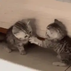 Two kittens playfully pawing at each other