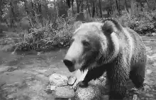 Bear yawning in black and white