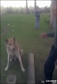 Dog shakes hand with man