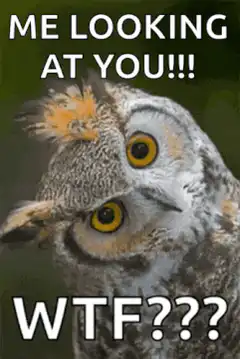 Confused Owl Meme