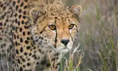 Cheetah in tall grass