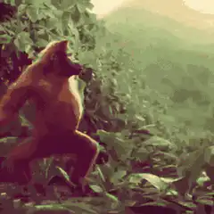 gorilla dancing in jungle