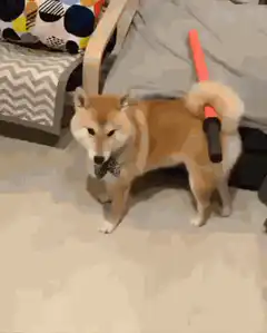 Shiba Inu with lightsaber tail