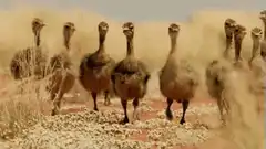 ostriches running towards camera
