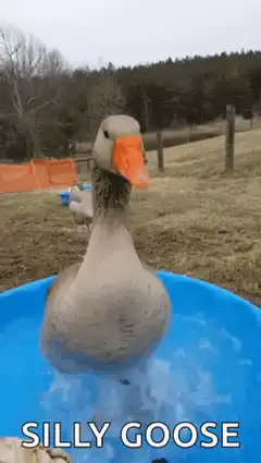 Silly goose in a blue tub