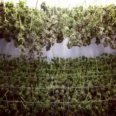 Cannabis plants growing indoors