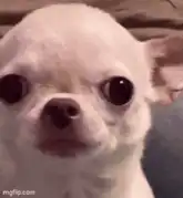 Smiling Chihuahua