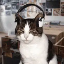 cat wearing headphones