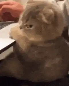 Grumpy cat watching laptop