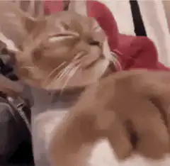 Car cat with dog head