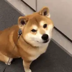 Shiba Inu dog winking