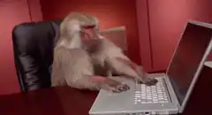 Monkey typing on laptop