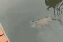 Dead fish floating in murky water