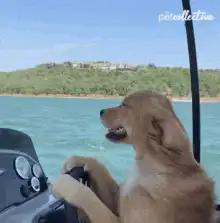 Golden Retriever driving a boat