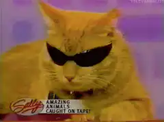 Cool Cat with Sunglasses