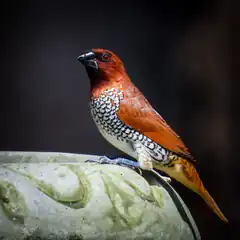 Spotted Munia Bird on Stone