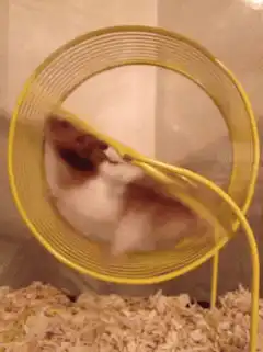 hamster running in yellow wheel