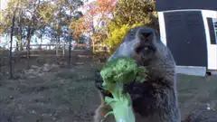 Groundhog eating broccoli