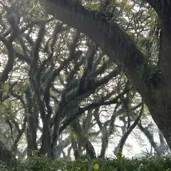 Mossy trees in misty forest