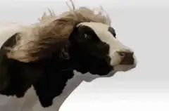 Cow with flowing hair