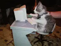 cat typing on computer