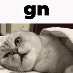 gn cat going to sleep