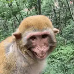 Monkey smiling and laughing