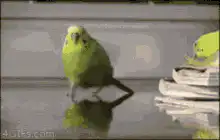 Green parakeet explodes