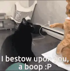 Orange cat boops black cat