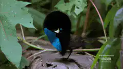 bird puffing up feathers