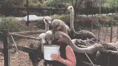 Woman feeding ostriches from a bucket